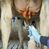 Spendopp Prima Plus 20L>DeLaval Outlet