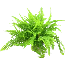 Spjutbräken lat. Nephrolepis exaltata 'Bostoniensis' i 17cm kruka>Mäster Grön