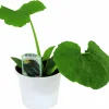 Squash lat. Cucurbita pepo 'Elite'>Mäster Grön Outlet