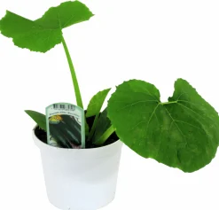 Squash lat. Cucurbita pepo 'Elite'>Mäster Grön Outlet