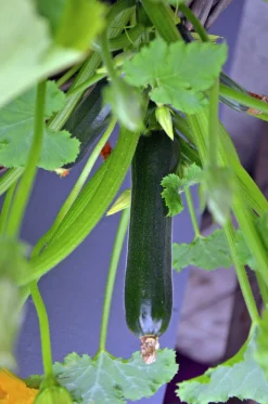 Squash lat. Cucurbita pepo 'Elite'>Mäster Grön Outlet