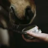 Sårgel 150ml>Fair Horse Care Best