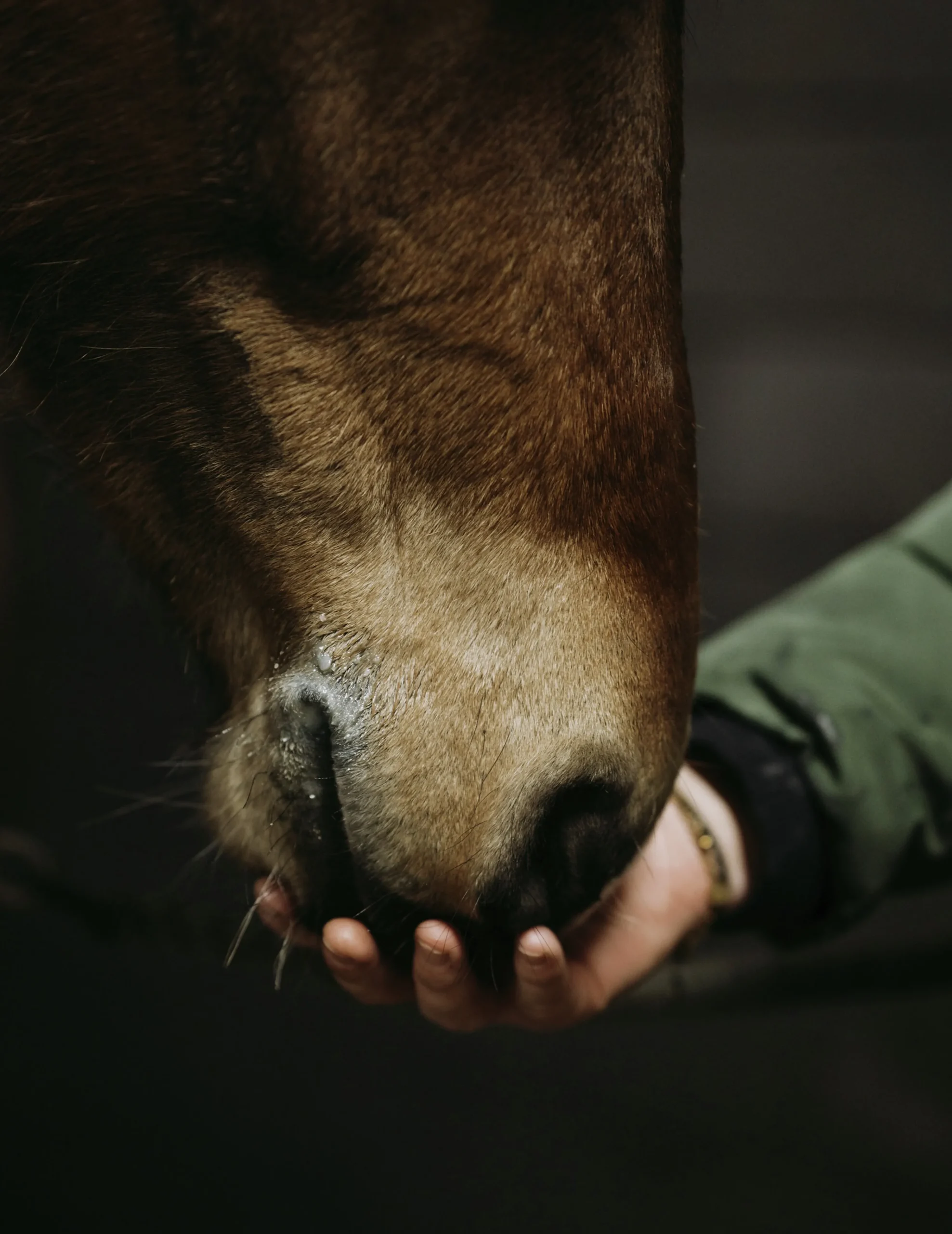 Sårgel 150ml>Fair Horse Care Best