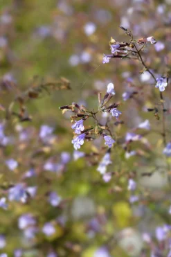 Stenkyndel 'Blue Cloud'>Omnia garden New