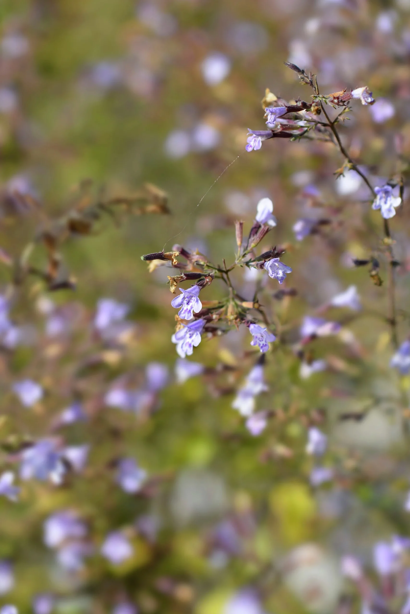 Stenkyndel 'Blue Cloud'>Omnia garden New
