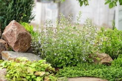 Stenkyndel 'Blue Cloud'>Omnia garden New