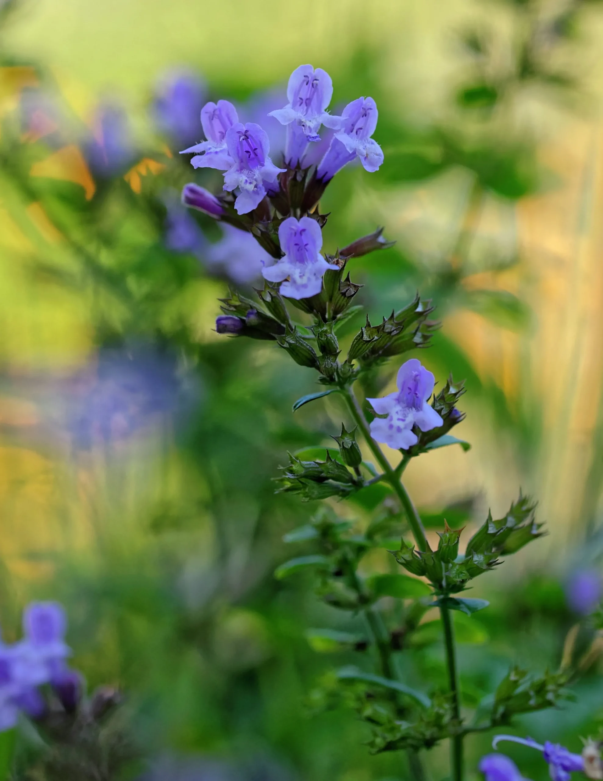 Stenkyndel klassisk>Omnia garden Discount