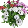 Stjärnöga lat. Osteospermum ecklonis>Mäster Grön Clearance