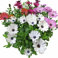 Stjärnöga lat. Osteospermum ecklonis>Mäster Grön Clearance