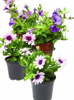Stjärnöga lat. Osteospermum ecklonis>Mäster Grön Clearance