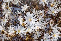 Stjärnmagnolia>Omnia garden Online