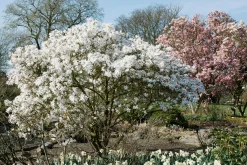 Stjärnmagnolia><noscript><img width=