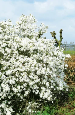 Stjärnmagnolia 'Royal Star' Krukodlad>Omnia garden Online
