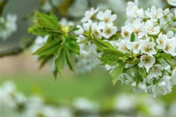 Sötkörsbär 'Fryksås'>Omnia garden Online