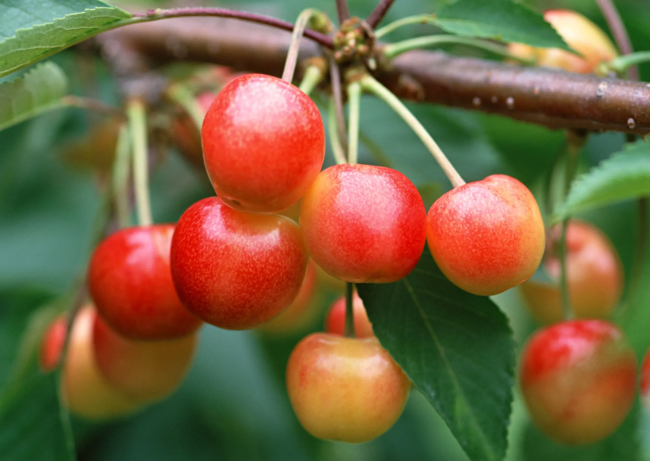 Sötkörsbär 'Heidi'>Omnia garden Discount