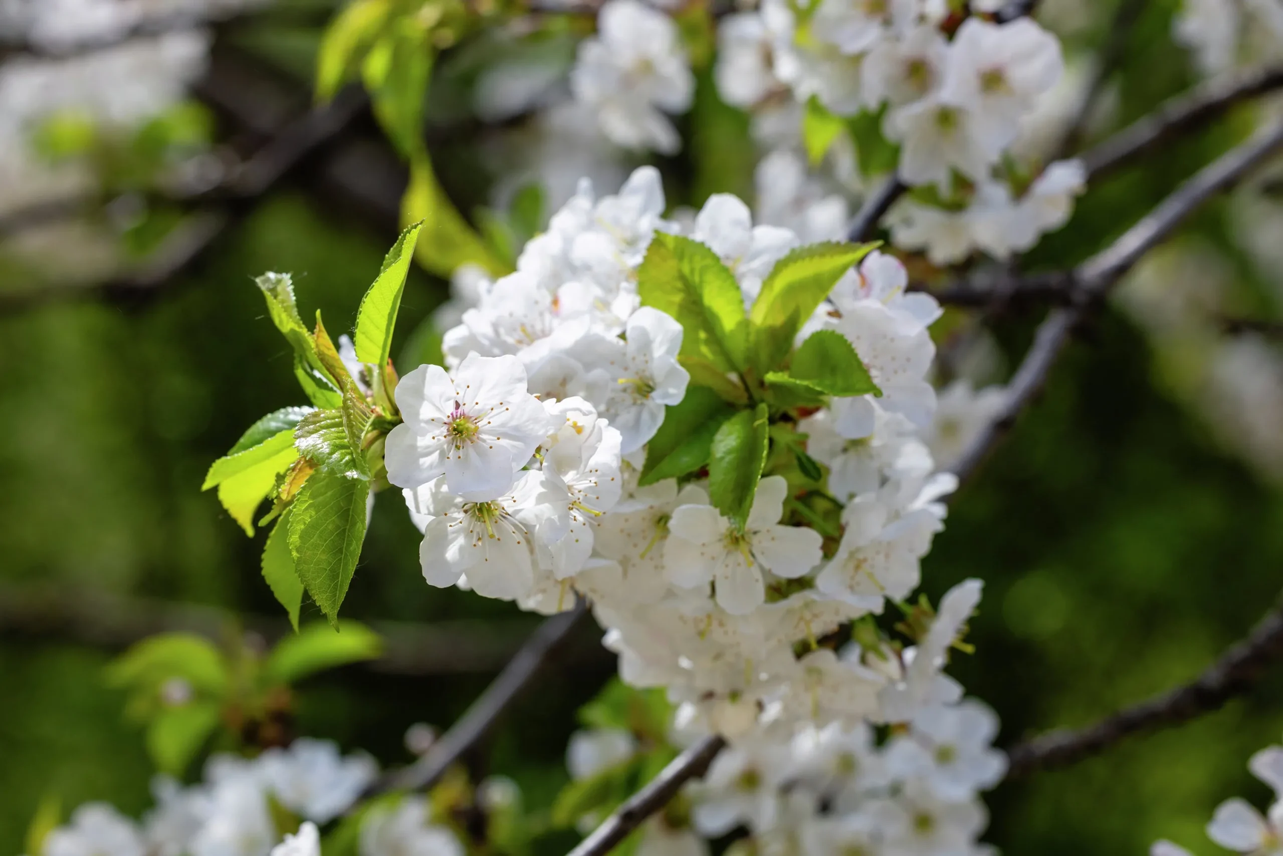 Sötkörsbär 'Heidi'>Omnia garden Discount