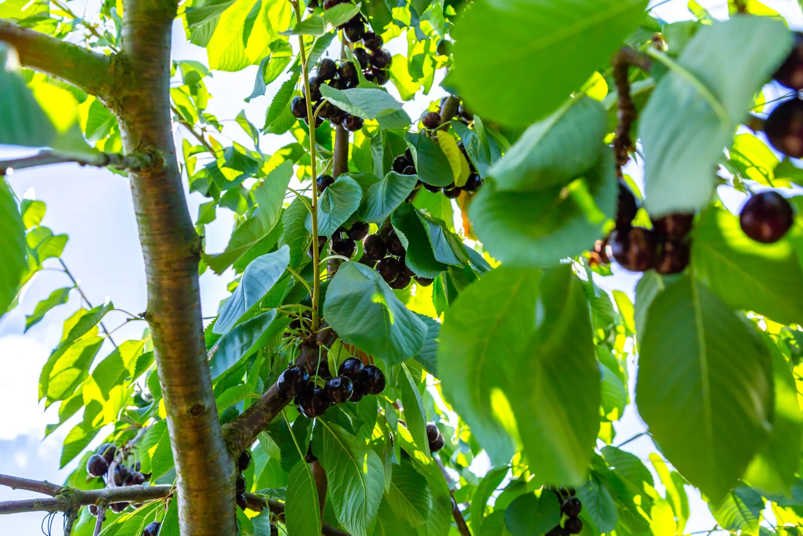 Sötkörsbär 'Kordia' Krukodlad>Omnia garden Best