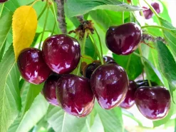 Sötkörsbär 'Lapins'>Omnia garden Sale