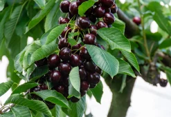 Sötkörsbär 'Lapins'>Omnia garden Sale