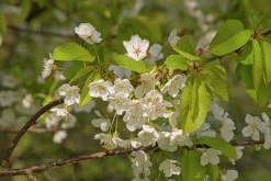 Sötkörsbär 'Merton Glory'>Omnia garden Clearance
