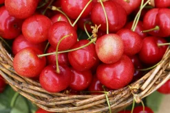 Sötkörsbär 'Merton Glory'><noscript><img width=