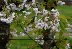 Sötkörsbär 'Stella'>Omnia garden Online
