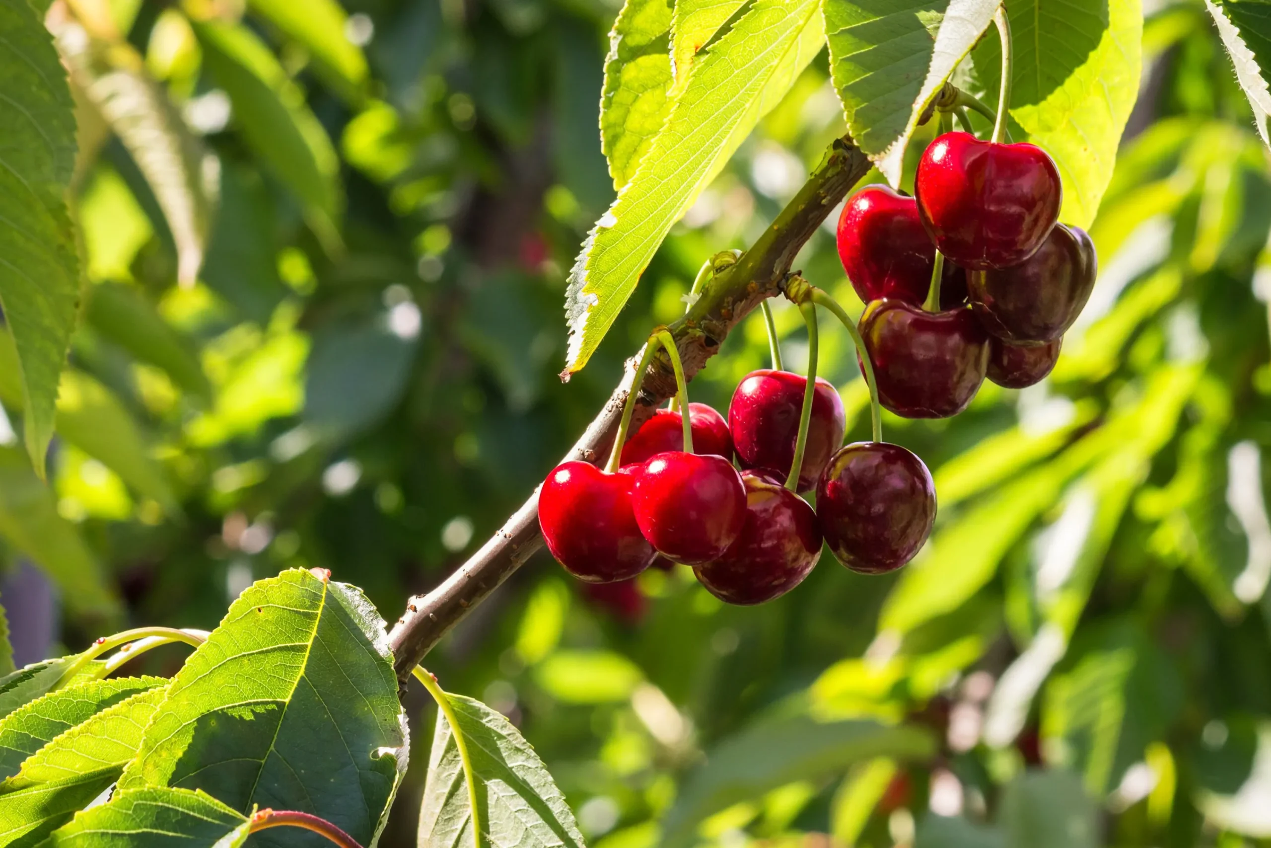Sötkörsbär 'Stella' Svagväxande>Omnia garden Discount