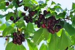 Sötkörsbär 'Stor Bigarrå' Krukodlad>Omnia garden Sale