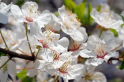 Sötkörsbär 'Sunburst'><noscript><img width=