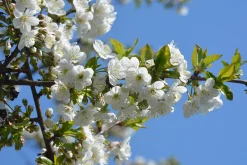 Sötkörsbär 'Van'><noscript><img width=