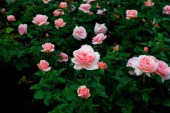 Storblommig Buskros 'Aphrodite' 'Tan00847' Barrotad>Omnia garden Sale