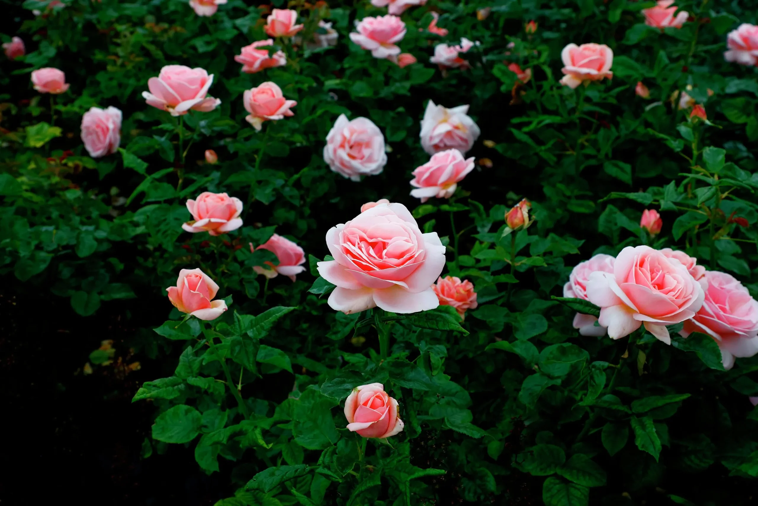 Storblommig Buskros 'Aphrodite' 'Tan00847' Barrotad>Omnia garden Sale