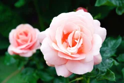 Storblommig Buskros 'Aphrodite' 'Tan00847' Barrotad>Omnia garden Sale