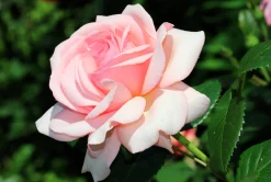Storblommig Buskros 'Aphrodite' 'Tan00847' Barrotad><noscript><img width=