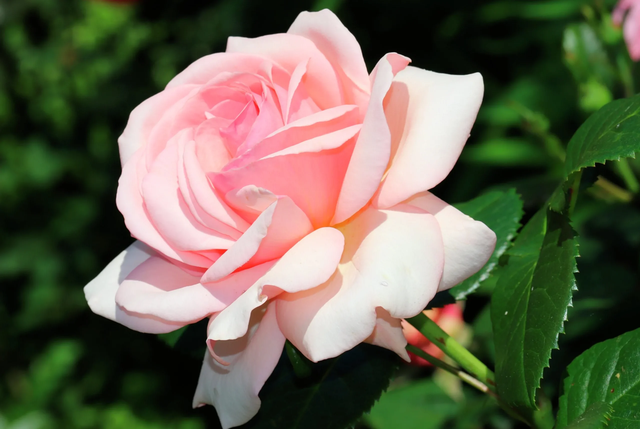 Storblommig Buskros 'Aphrodite' 'Tan00847' Barrotad>Omnia garden Sale