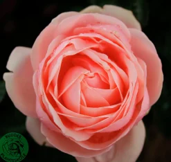 Storblommig Buskros 'Aphrodite' 'Tan00847' Barrotad><noscript><img width=