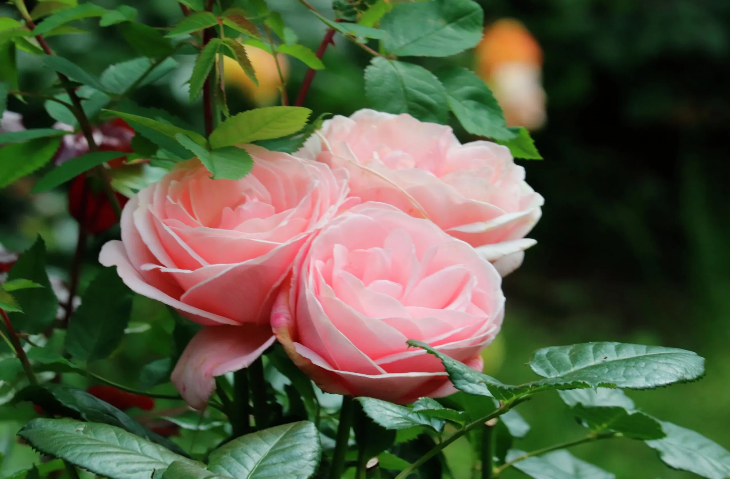 Storblommig Buskros 'Aphrodite' 'Tan00847' Barrotad>Omnia garden Sale