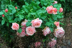 Storblommig Buskros 'Aphrodite' 'Tan00847' Barrotad><noscript><img width=