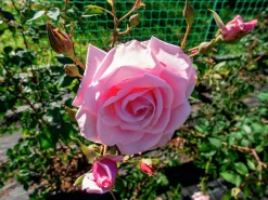 Storblommig Klätterros 'Coral Dawn' Barrotad>Omnia garden