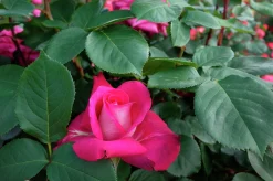 Storblommig Rabattros 'Acapella' 'Tanallepa' Barrotad>Omnia garden Clearance