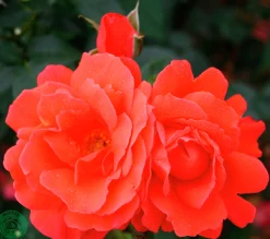 Storblommig Rabattros 'Alexander' 'Harlex' Barrotad>Omnia garden Outlet