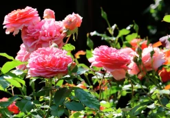 Storblommig Rabattros 'Chippendale' 'Tan97159' Barrotad>Omnia garden