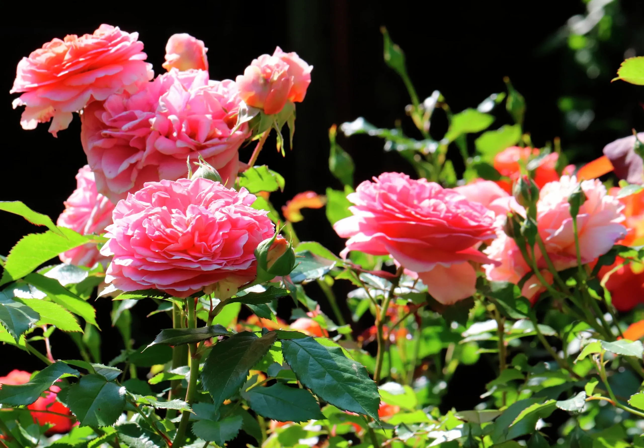 Storblommig Rabattros 'Chippendale' 'Tan97159' Barrotad>Omnia garden