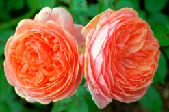 Storblommig Rabattros 'Chippendale' 'Tan97159' Barrotad>Omnia garden