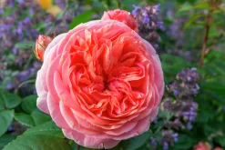 Storblommig Rabattros 'Chippendale' 'Tan97159' Barrotad><noscript><img width=