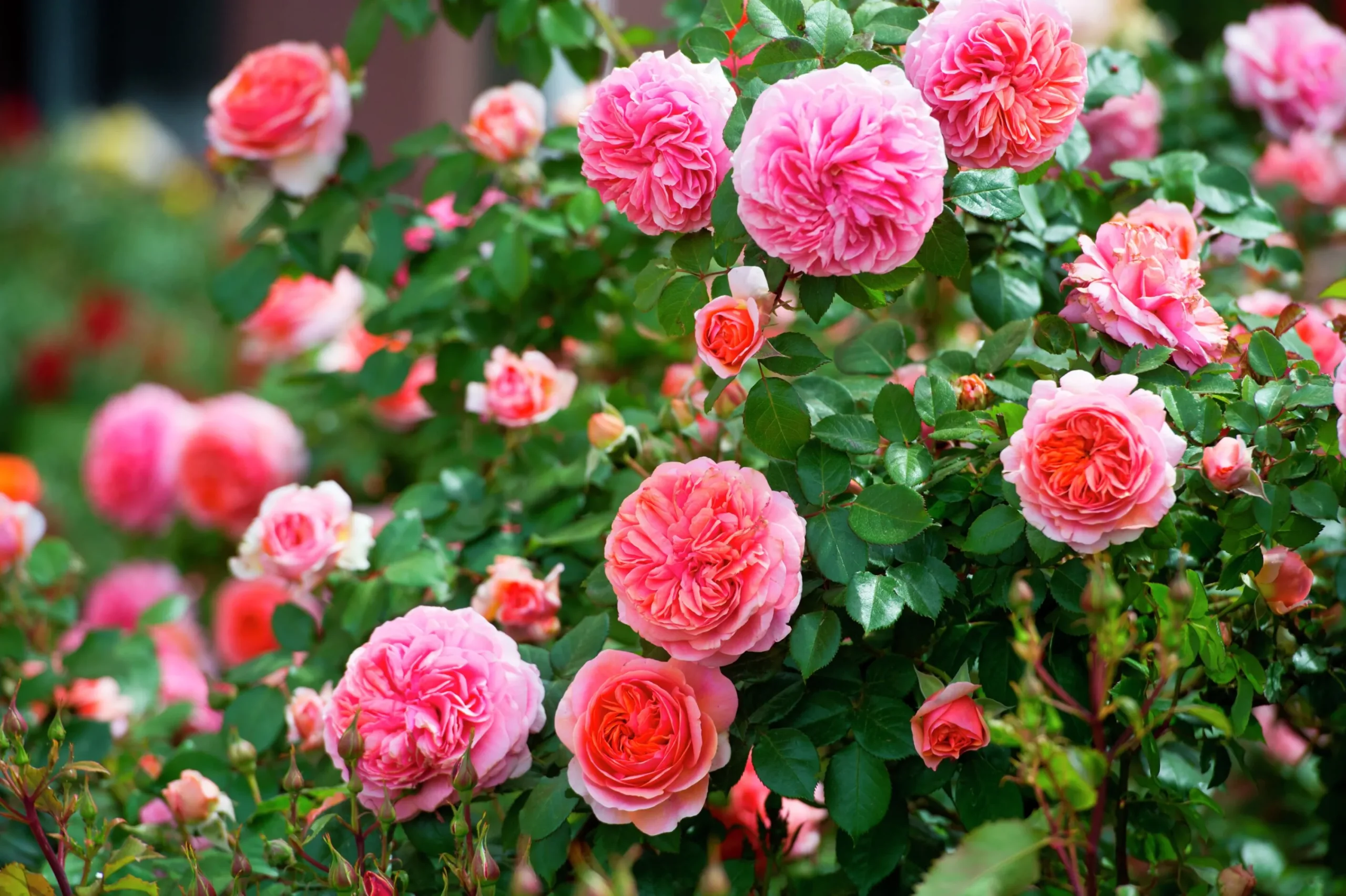 Storblommig Rabattros 'Chippendale' 'Tan97159' Barrotad>Omnia garden