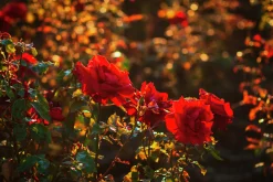 Storblommig Rabattros 'Courage' 'Poulduff' Barrotad>Omnia garden