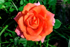 Storblommig rabattros 'Dronning Ingrid' 'Poulgrena' Barrotad>Omnia garden Best