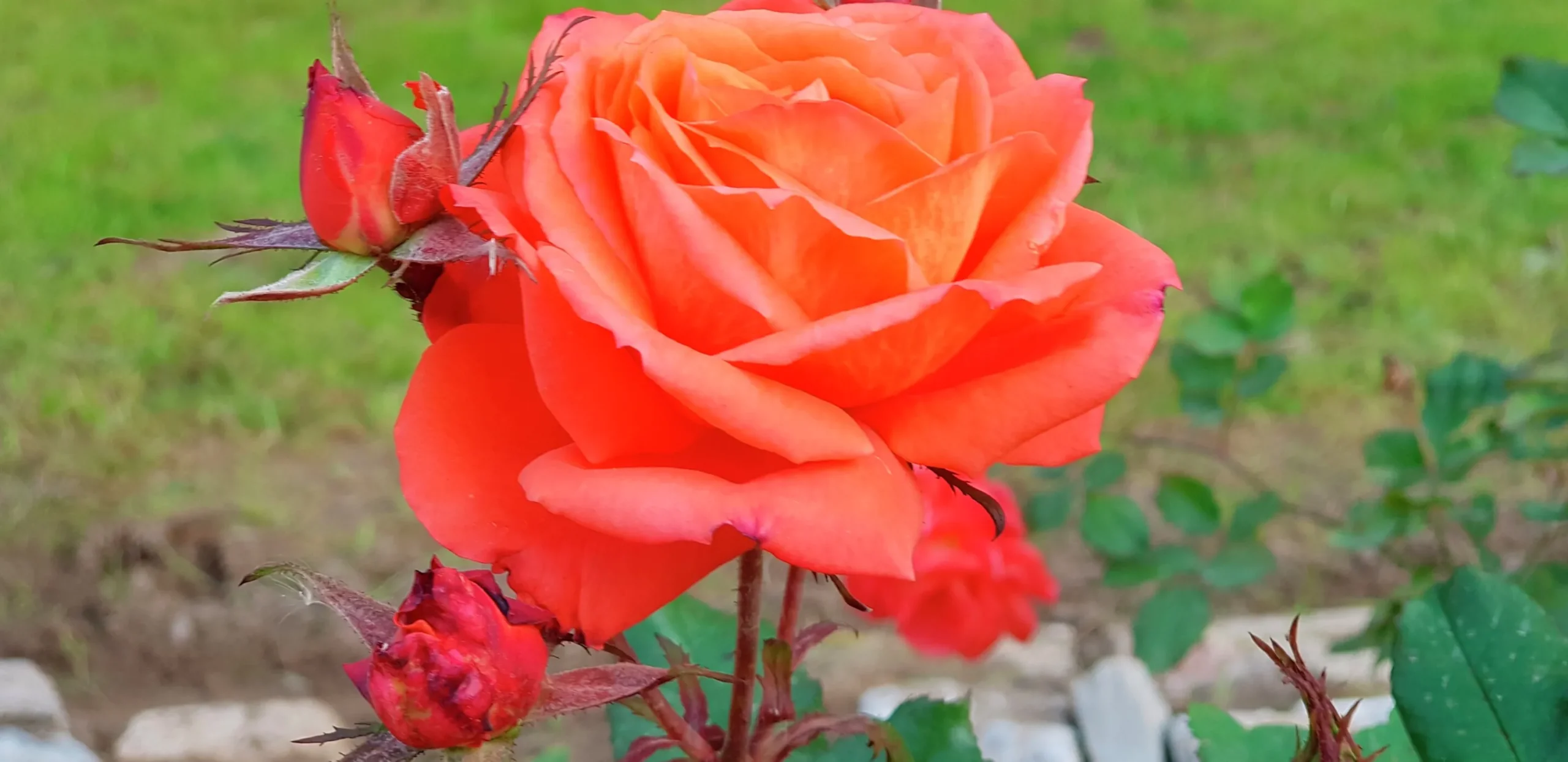 Storblommig rabattros 'Dronning Ingrid' 'Poulgrena' Barrotad>Omnia garden Best