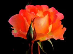 Storblommig Rabattros 'Flora Danica' 'Poulrim' Barrotad>Omnia garden Discount